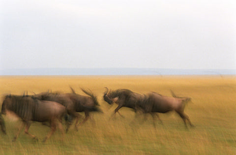 Wildebeest