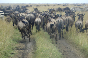 Wildebeest Run
