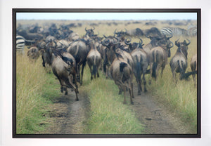 Wildebeest Run